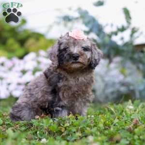 Blaire, Miniature Poodle Puppy